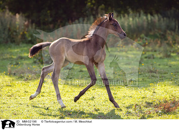 Oldenburger / Oldenburg Horse / MM-02196