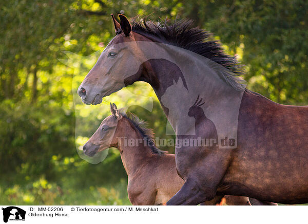 Oldenburger / Oldenburg Horse / MM-02206
