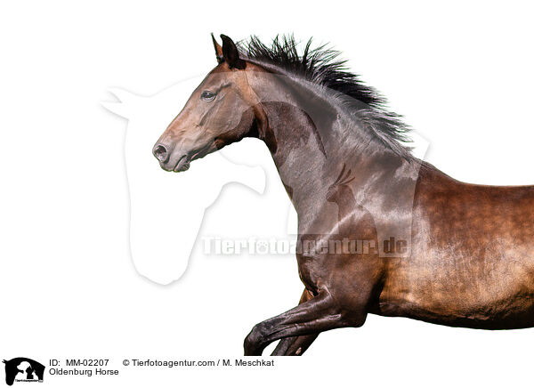 Oldenburg Horse / MM-02207