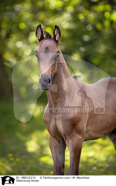 Oldenburger / Oldenburg Horse / MM-02210