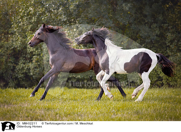 Oldenburg Horses / MM-02211