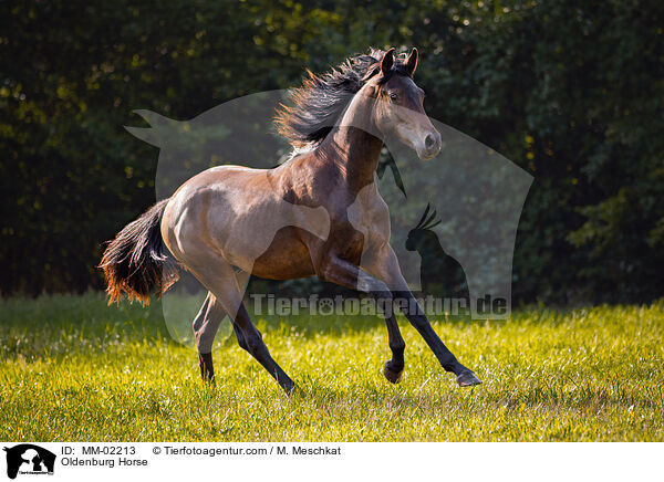 Oldenburger / Oldenburg Horse / MM-02213