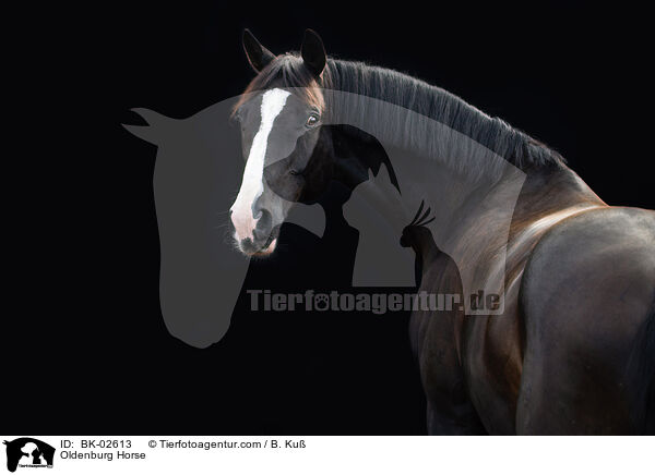 Oldenburg Horse / BK-02613