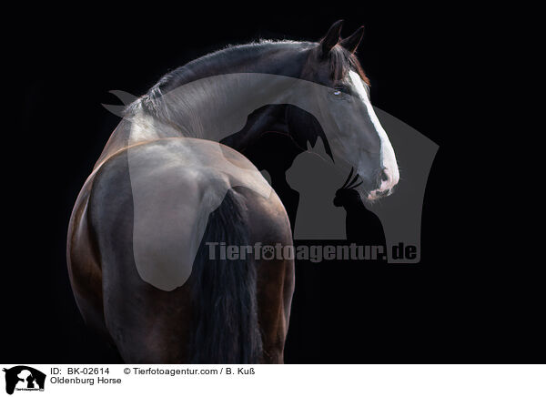 Oldenburger / Oldenburg Horse / BK-02614