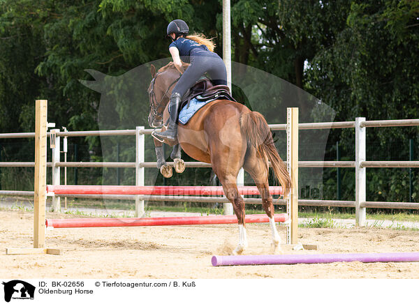 Oldenburg Horse / BK-02656