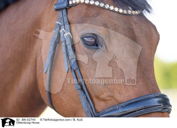 Oldenburg Horse / BK-02740