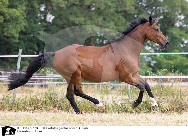 Oldenburg Horse / BK-02773