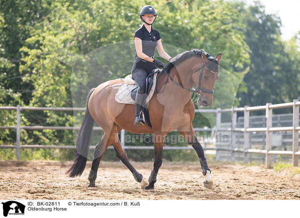 Oldenburg Horse / BK-02811