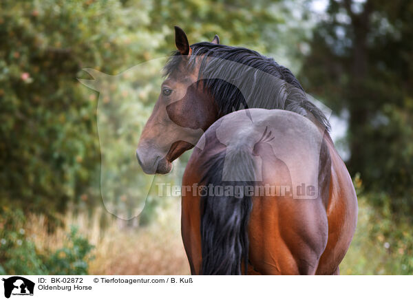 Oldenburg Horse / BK-02872