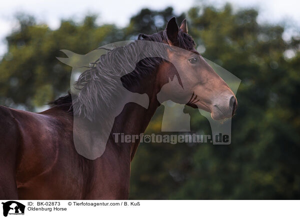 Oldenburg Horse / BK-02873