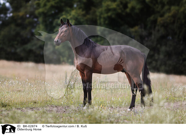 Oldenburg Horse / BK-02874