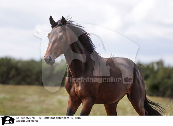 Oldenburg Horse / BK-02875
