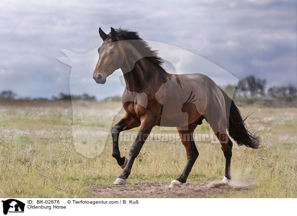 Oldenburg Horse / BK-02876