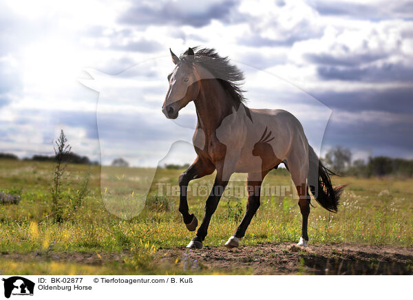 Oldenburg Horse / BK-02877