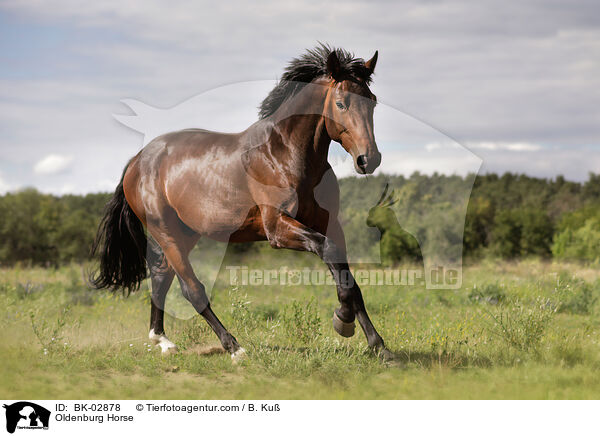 Oldenburg Horse / BK-02878