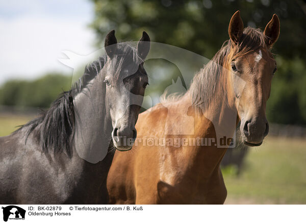 Oldenburg Horses / BK-02879