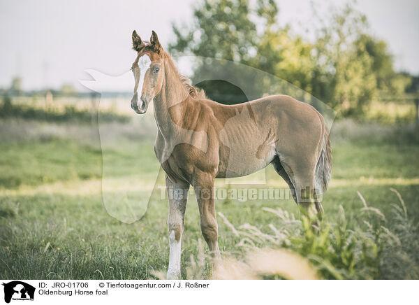 Oldenburg Horse foal / JRO-01706