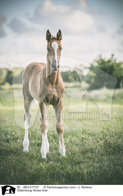 Oldenburg Horse foal / JRO-01707