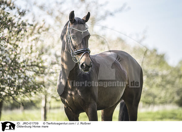Oldenburg Horse mare / JRO-01709