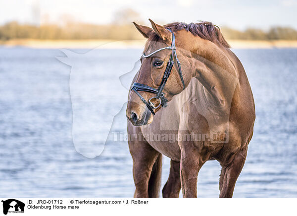 Oldenburg Horse mare / JRO-01712