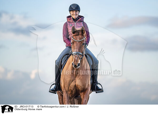 Oldenburg Horse mare / JRO-01713