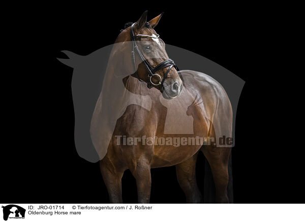Oldenburg Horse mare / JRO-01714