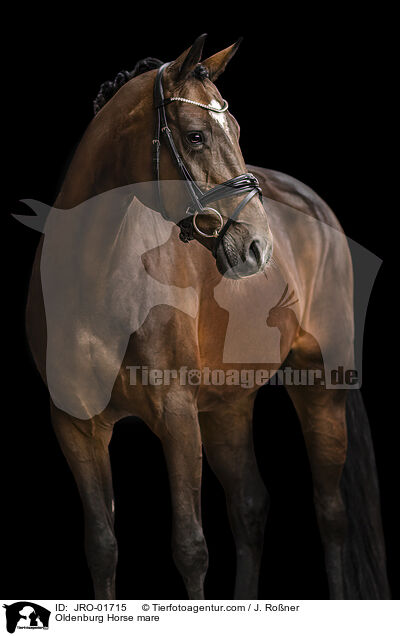 Oldenburg Horse mare / JRO-01715