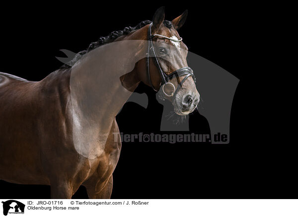 Oldenburg Horse mare / JRO-01716