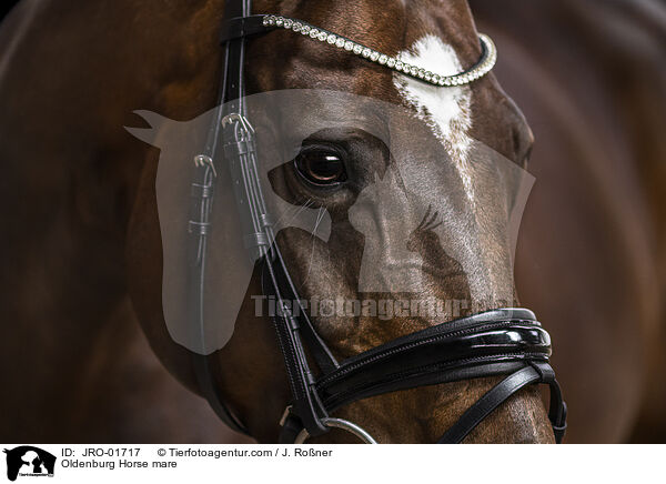 Oldenburg Horse mare / JRO-01717