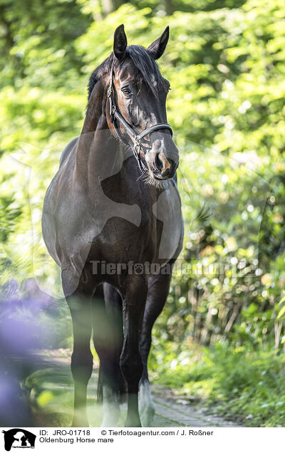 Oldenburg Horse mare / JRO-01718