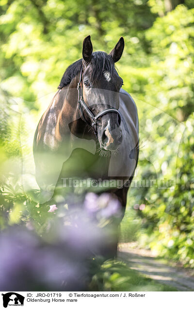 Oldenburg Horse mare / JRO-01719