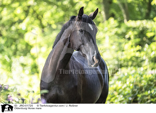 Oldenburg Horse mare / JRO-01720