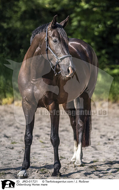 Oldenburg Horse mare / JRO-01721