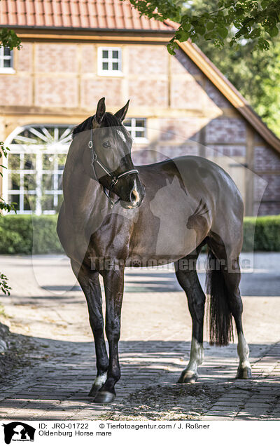 Oldenburg Horse mare / JRO-01722