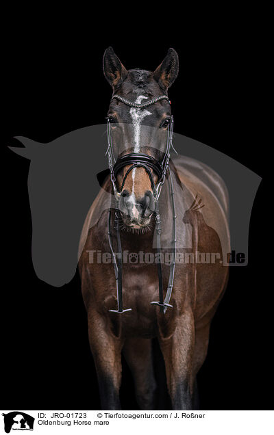 Oldenburg Horse mare / JRO-01723