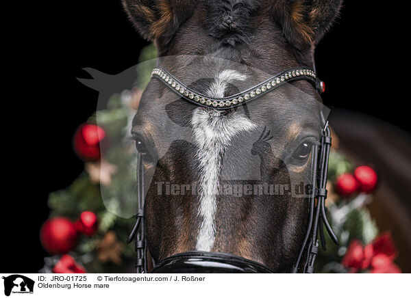 Oldenburg Horse mare / JRO-01725