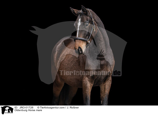 Oldenburger Stute / Oldenburg Horse mare / JRO-01726