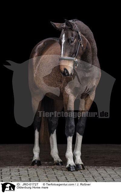 Oldenburg Horse mare / JRO-01727