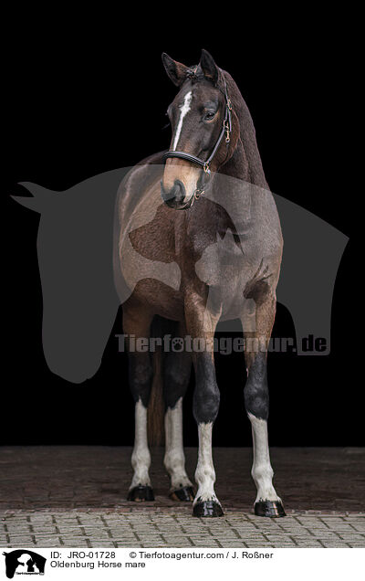 Oldenburg Horse mare / JRO-01728