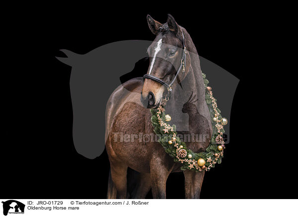Oldenburg Horse mare / JRO-01729