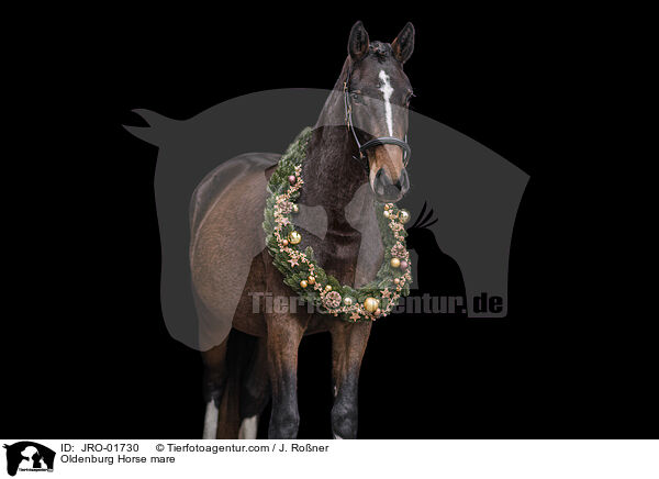 Oldenburg Horse mare / JRO-01730