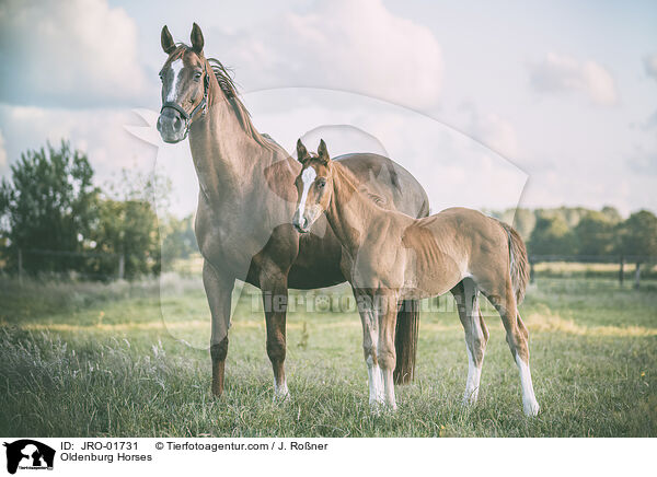 Oldenburg Horses / JRO-01731
