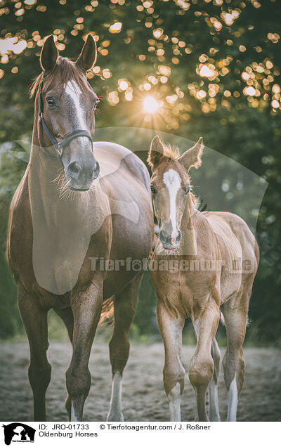 Oldenburg Horses / JRO-01733
