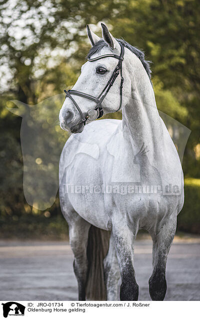 Oldenburg Horse gelding / JRO-01734