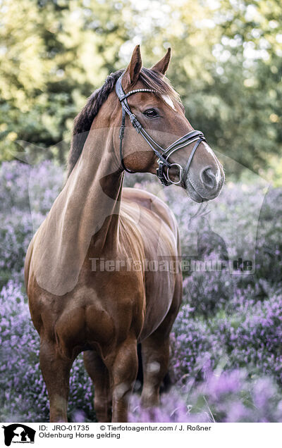 Oldenburg Horse gelding / JRO-01735