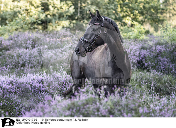 Oldenburg Horse gelding / JRO-01736