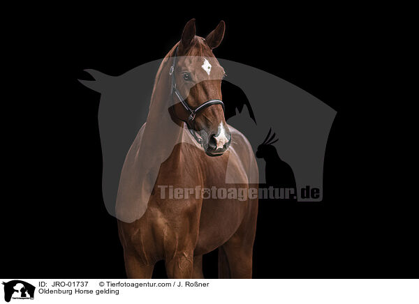 Oldenburg Horse gelding / JRO-01737