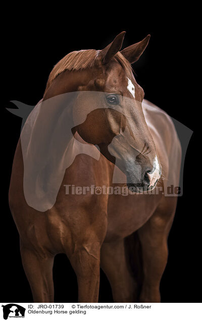 Oldenburg Horse gelding / JRO-01739