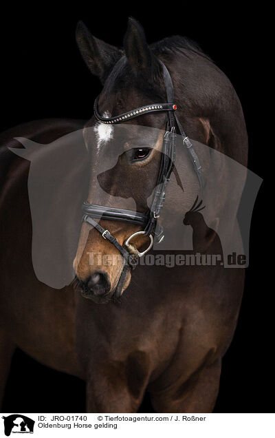 Oldenburg Horse gelding / JRO-01740