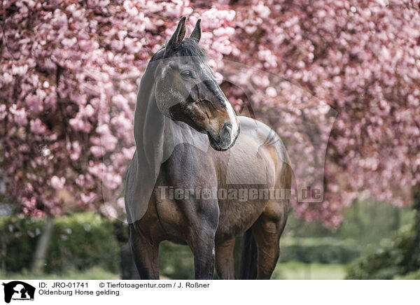 Oldenburg Horse gelding / JRO-01741